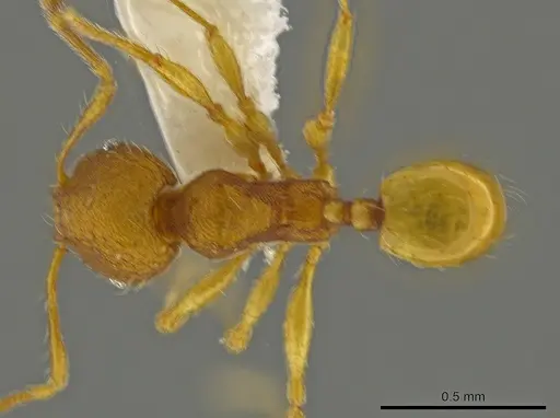 Pheidole glomericeps specimen