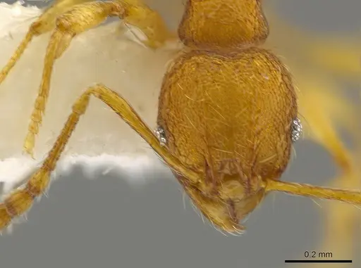 Pheidole glomericeps specimen