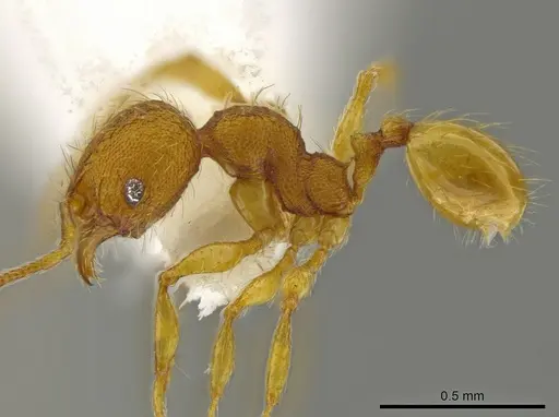 Pheidole glomericeps specimen