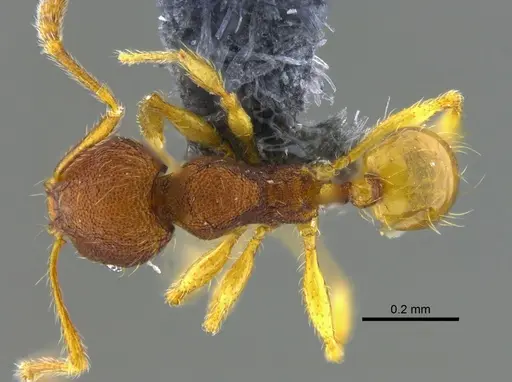Pheidole glomericeps - CBUMAGENT42026