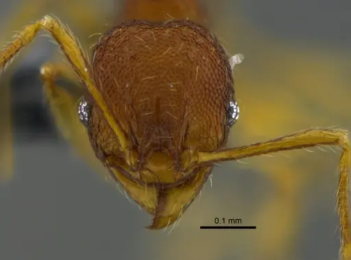 Pheidole glomericeps - CBUMAGENT42026