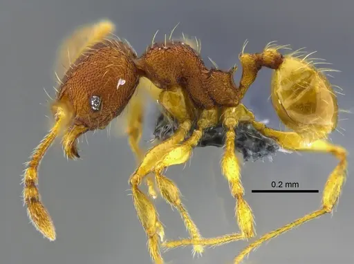 Pheidole glomericeps - CBUMAGENT42026