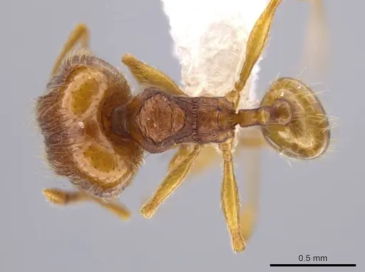 Pheidole glomericeps - JTLC000014002