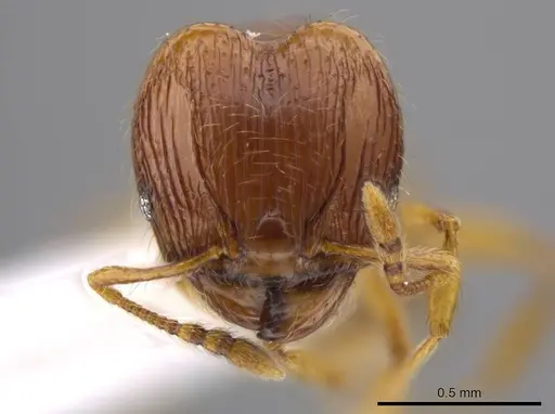 Pheidole glomericeps - JTLC000014002