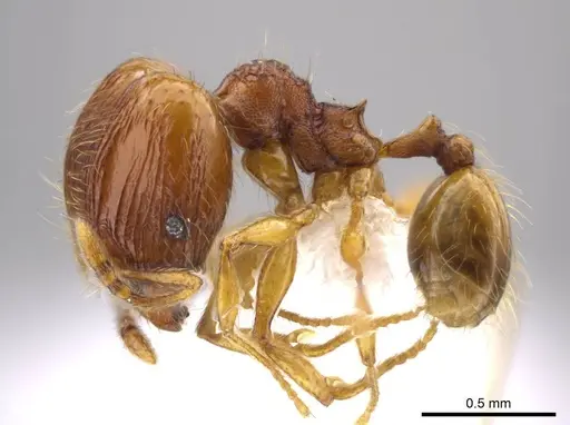 Pheidole glomericeps - JTLC000014002