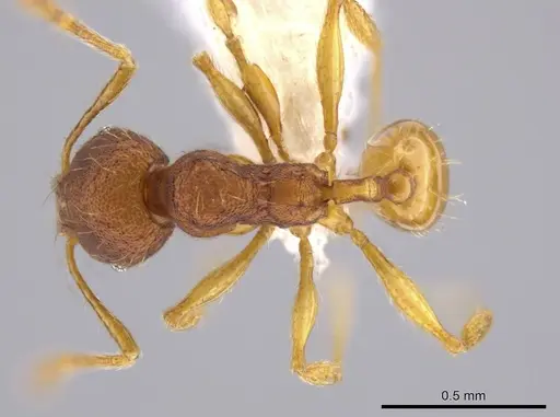 Pheidole glomericeps - JTLC000014003