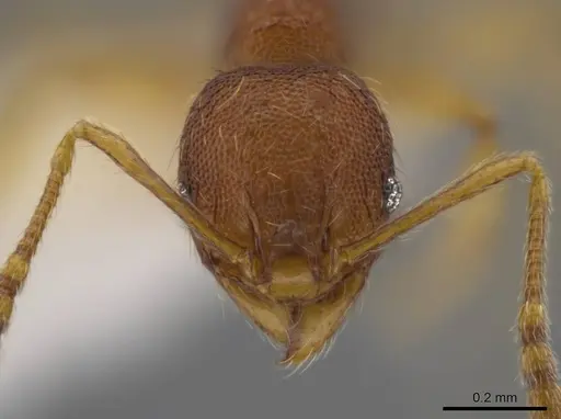 Pheidole glomericeps - JTLC000014003