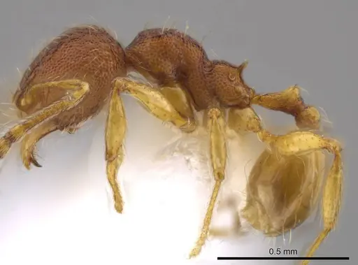 Pheidole glomericeps - JTLC000014003