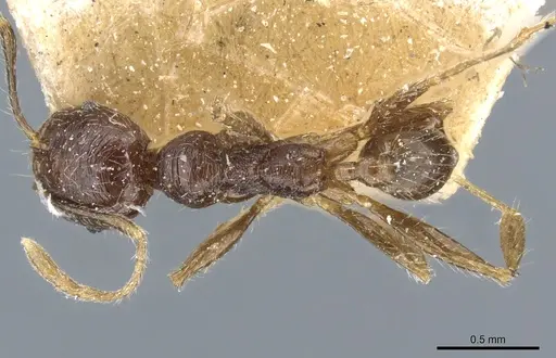 Pheidole godmani specimen