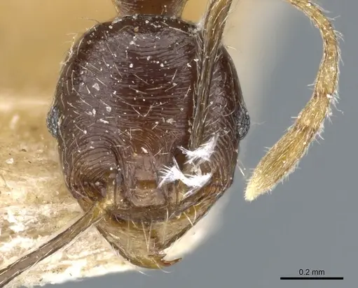 Pheidole godmani specimen