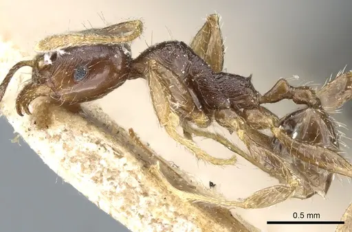 Pheidole godmani specimen