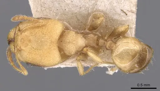Pheidole goeldii specimen