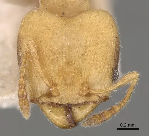 Pheidole goeldii specimen