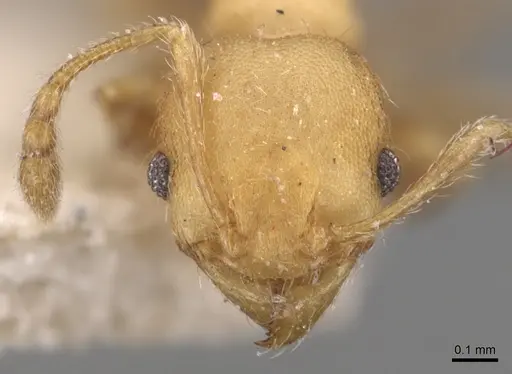 Pheidole goeldii - CASENT0904419