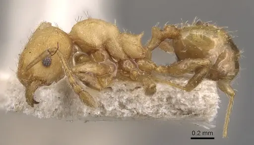 Pheidole goeldii - CASENT0904419