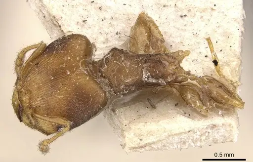 Pheidole goeldii - CASENT0908283