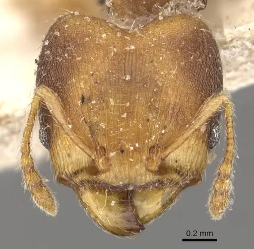 Pheidole goeldii - CASENT0908283