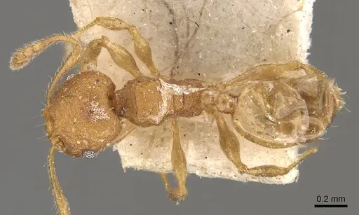 Pheidole goeldii - CASENT0908284