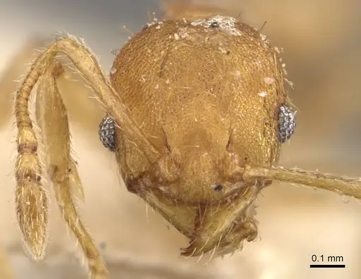 Pheidole goeldii - CASENT0908284