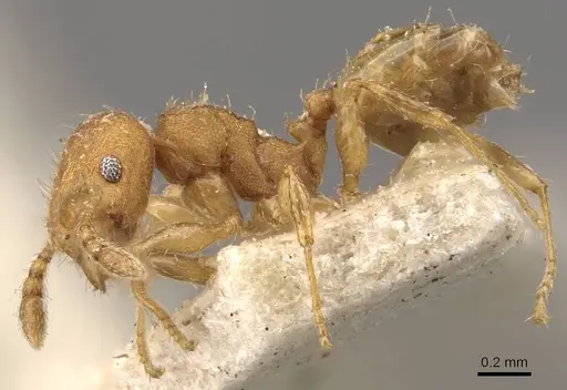 Pheidole goeldii - CASENT0908284