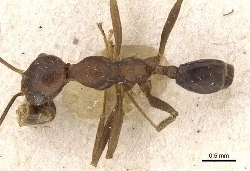 Pheidole gouldi specimen