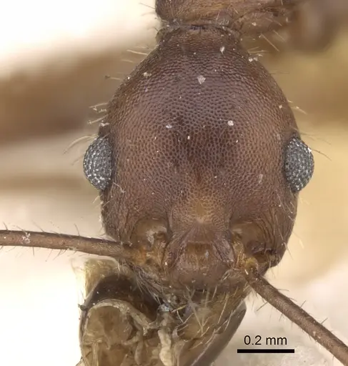Pheidole gouldi specimen