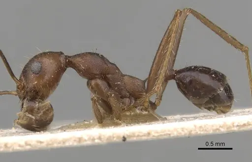 Pheidole gouldi specimen