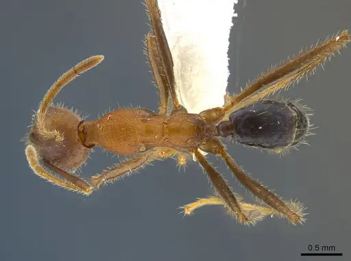 Pheidole gouldi - CASENT0612766