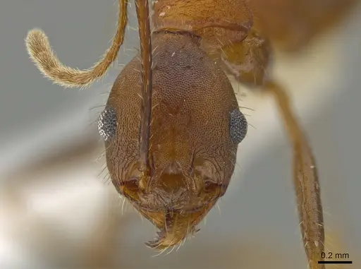 Pheidole gouldi - CASENT0612766