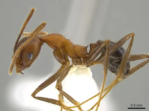 Pheidole gouldi - CASENT0612766