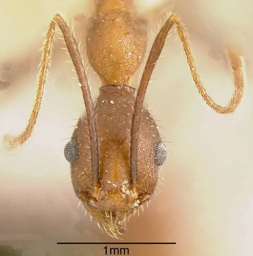 Pheidole gouldi - CASENT0635469