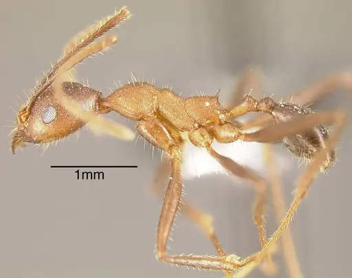 Pheidole gouldi - CASENT0635469