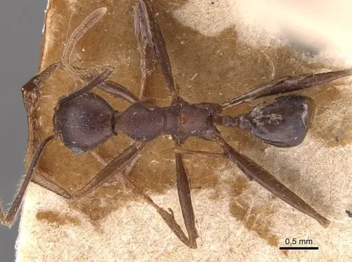 Pheidole gouldi - CASENT0905770