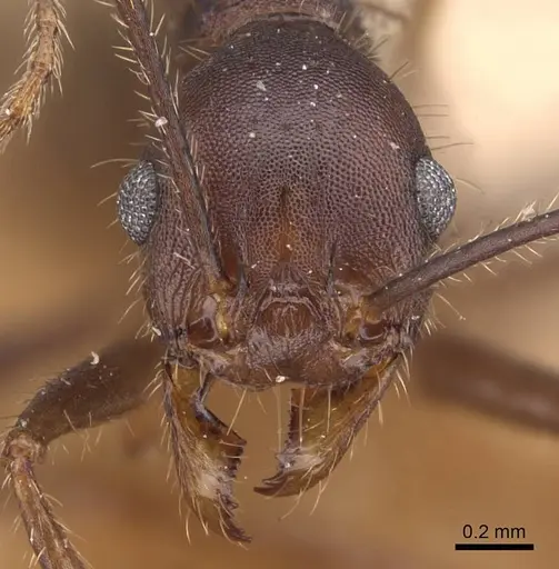 Pheidole gouldi - CASENT0905770