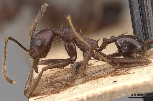 Pheidole gouldi - CASENT0905770