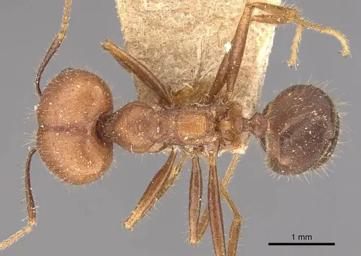 Pheidole gouldi - CASENT0908097