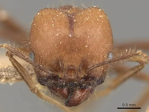 Pheidole gouldi - CASENT0908097