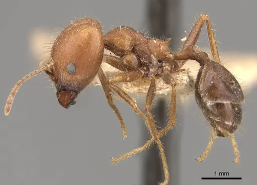 Pheidole gouldi - CASENT0908097