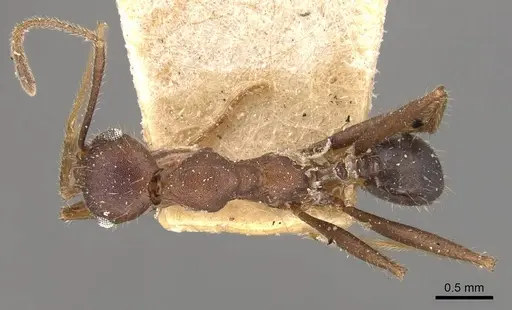 Pheidole gouldi - CASENT0908098