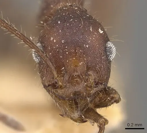 Pheidole gouldi - CASENT0908098