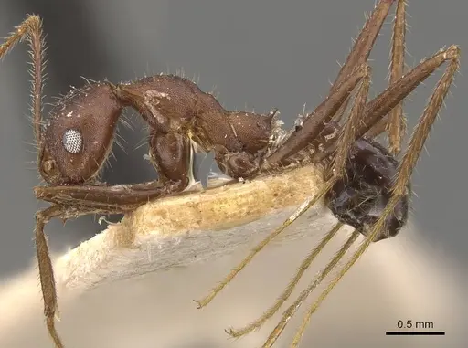 Pheidole gouldi - CASENT0908098