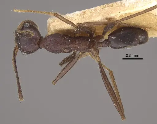 Pheidole gouldi - CASENT0917773