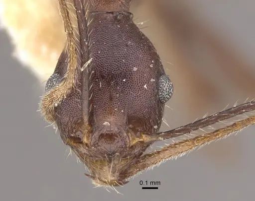 Pheidole gouldi - CASENT0917773