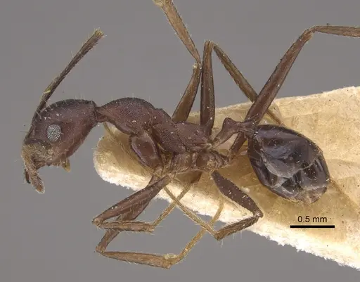 Pheidole gouldi - CASENT0917773