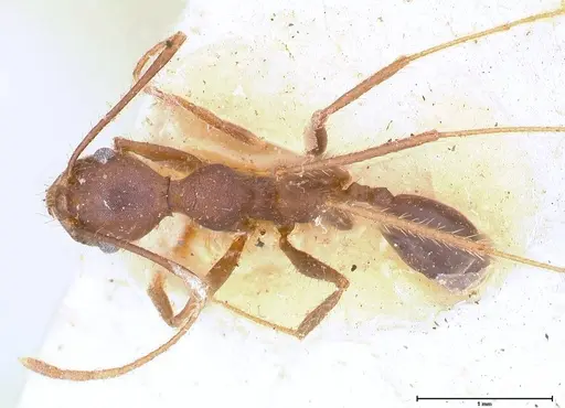 Pheidole gouldi - FOCOL0628-1