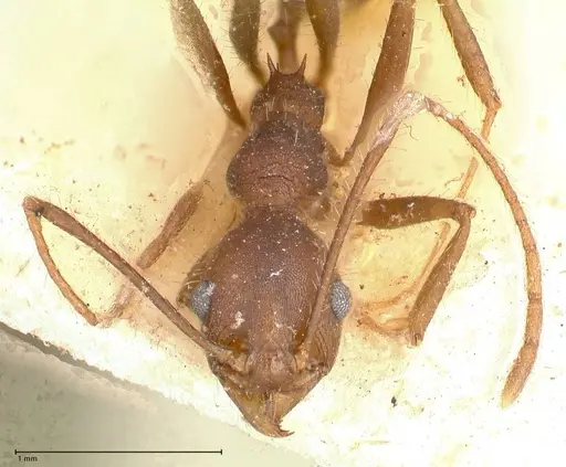Pheidole gouldi - FOCOL0628-1