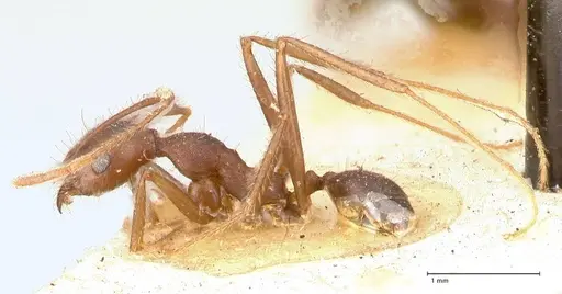 Pheidole gouldi - FOCOL0628-1