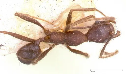 Pheidole gouldi - FOCOL0628-2