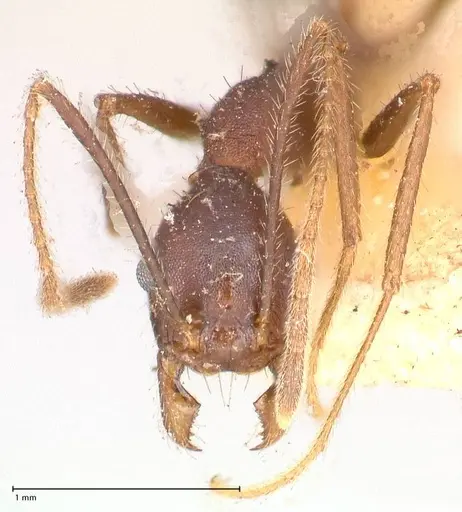 Pheidole gouldi - FOCOL0628-2