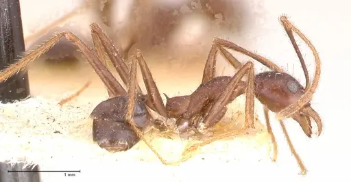 Pheidole gouldi - FOCOL0628-2